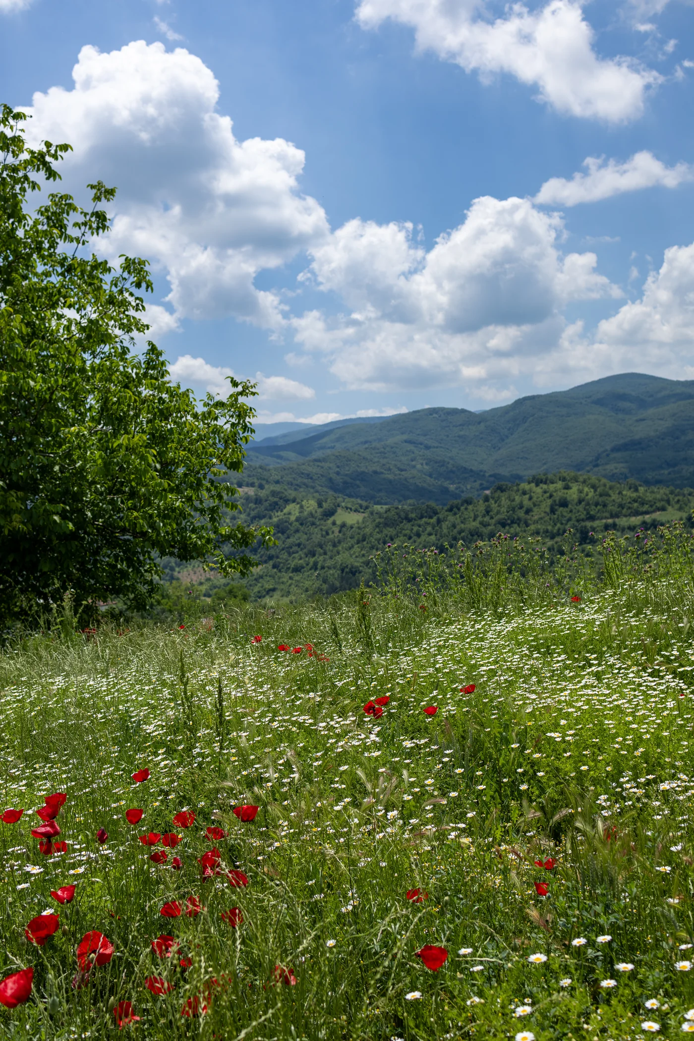 Uludağ çiçek tarlası