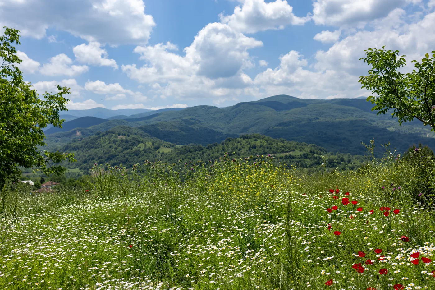 PalBal arı çiftliği